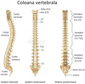 coloana-vertebrala
