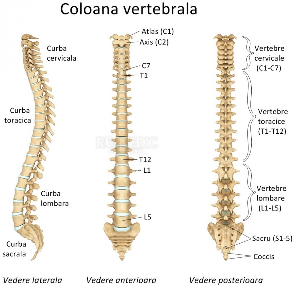 coloana vertebrală și articulații fără durere
